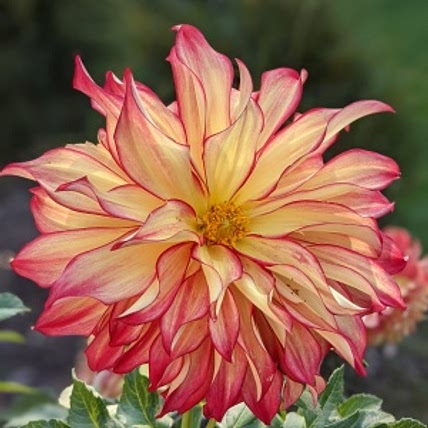 Pam Macintire