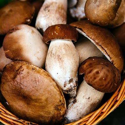 Mushrooms recipes