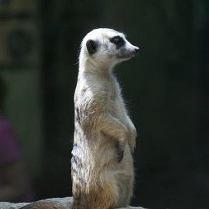 Dave Schmeltz