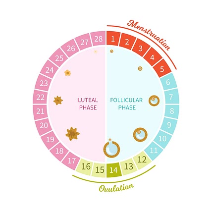 Cycle Syncing Foods