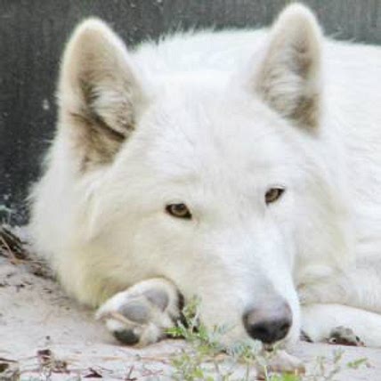 Wolfiemom