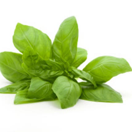 Anonymous Basil