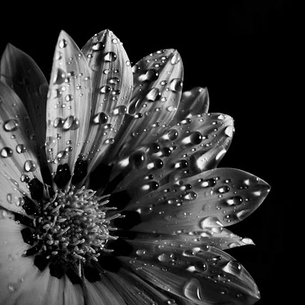 Kelly Gottschalk