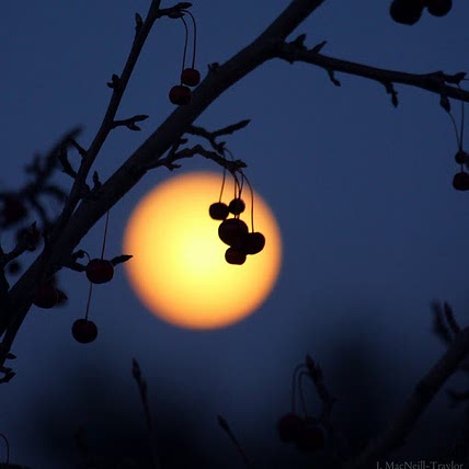 Just Moon