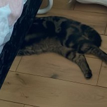 annabobs
