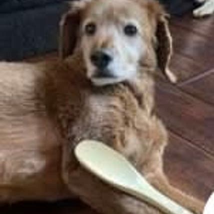 the four legged cook