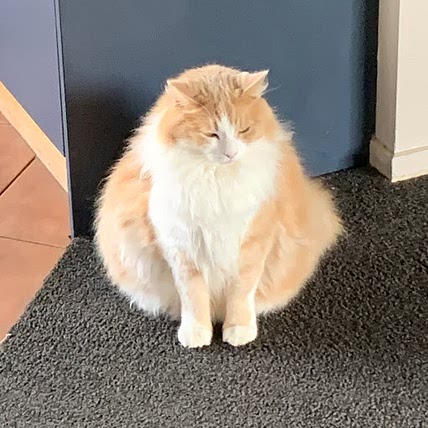Spam