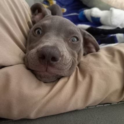 Lexi