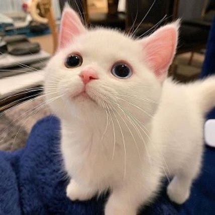 Pierre