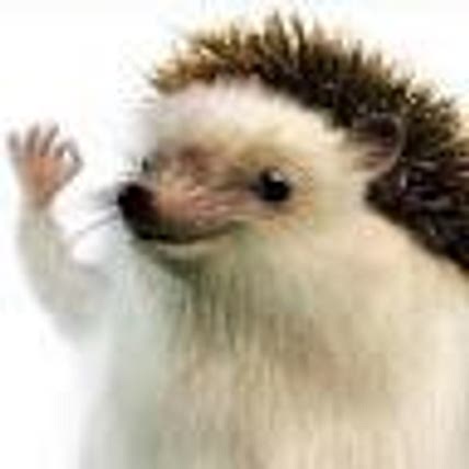 markovolimango