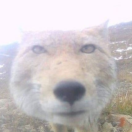 vermin