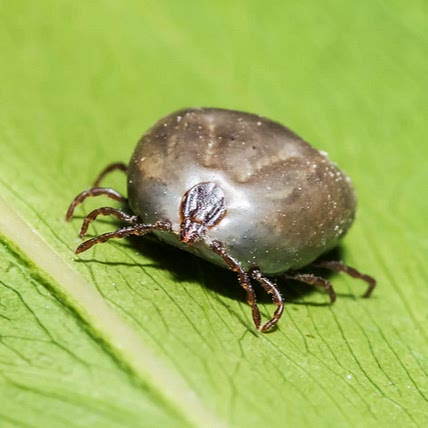 Trips & Tricks & Ticks & Tips