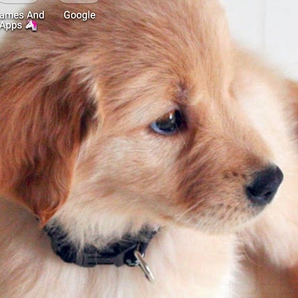 puppy lover846