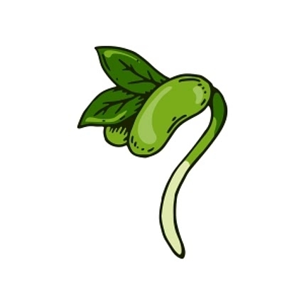 Bean-Sprout