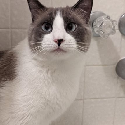 Katiecat