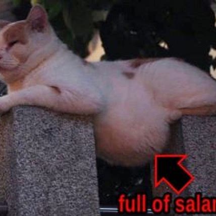 Salami cat