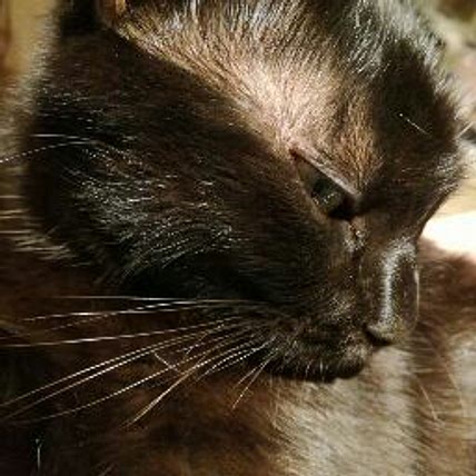 Laure Veronique Prevosti