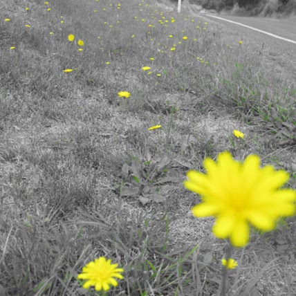 kc's homesteading journey