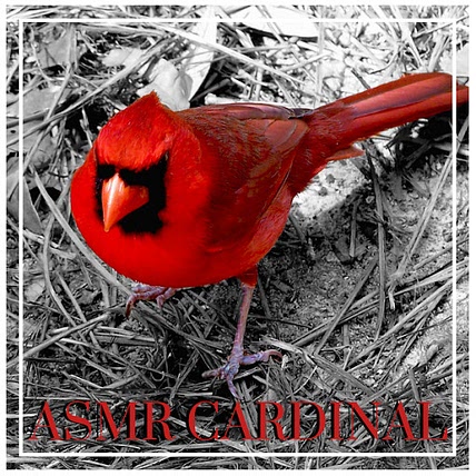 ASMR CARDINAL