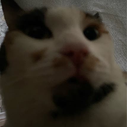 (((o(*ﾟ▽ﾟ*)o)))♡