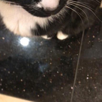 Finn