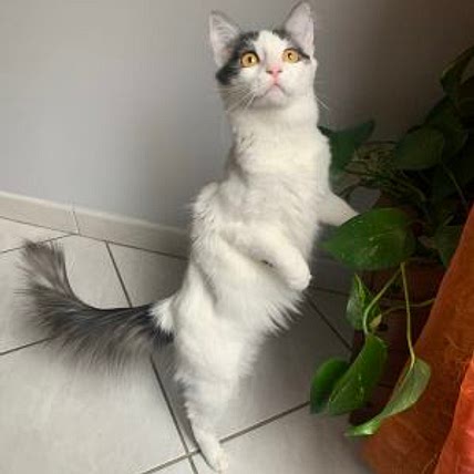 Élise La Boss