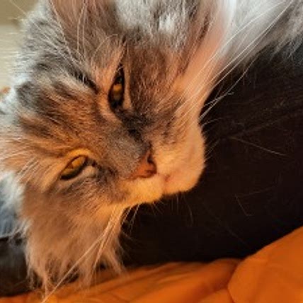 Cat Jayna