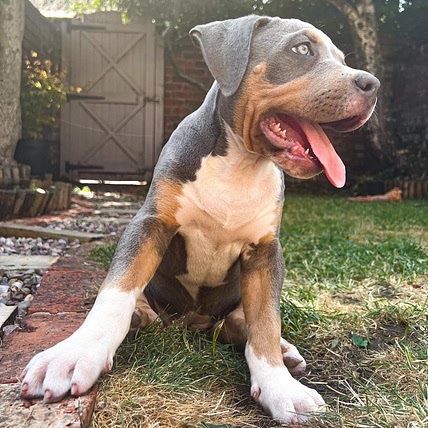 Blisco_the_Blue_XlBully