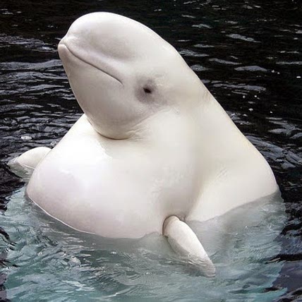 Beluga Whale