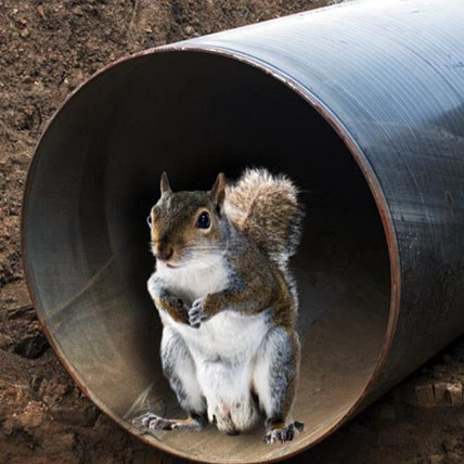 Sewer_Squirrel