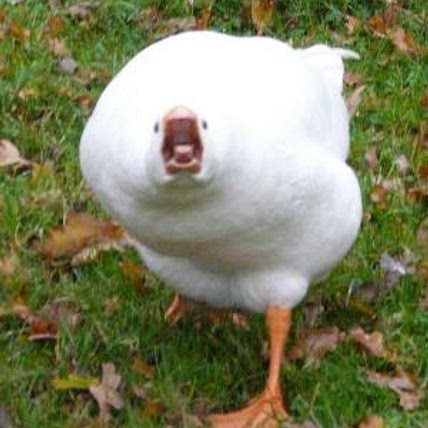 Goose 🦢