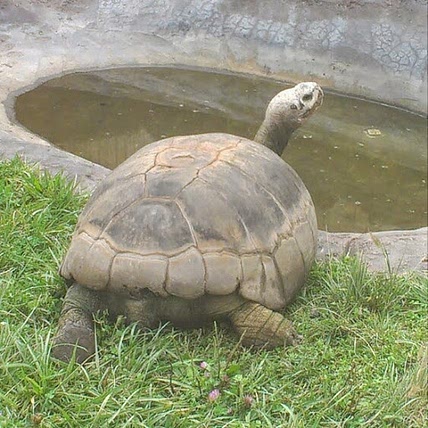Matt Petro