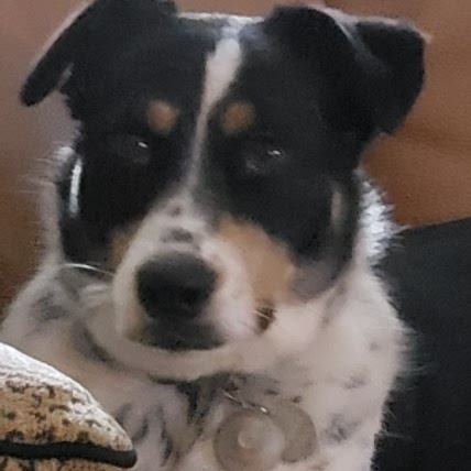Jekle