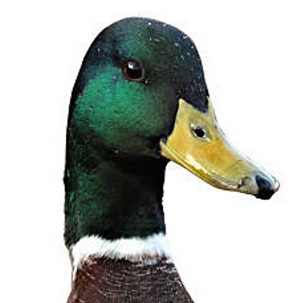 Flying Duck