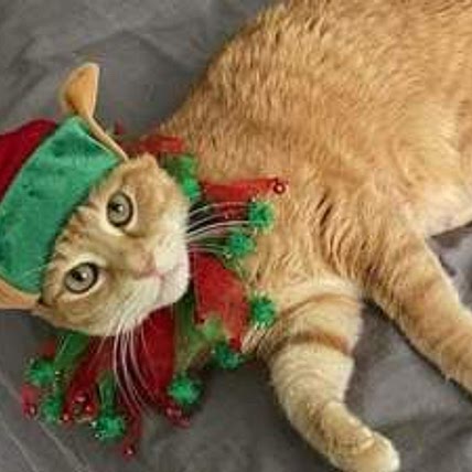 Kitti