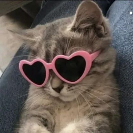 Cooking kitten