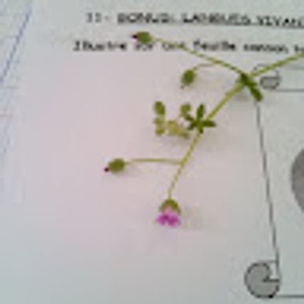 Iris Lnbe