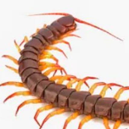 Chilopoda freut sich wie ein Schnitzel