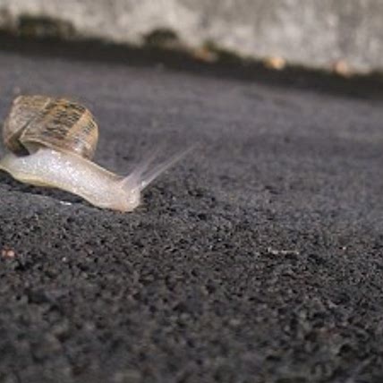 Snail