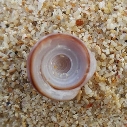 A Alfalasi