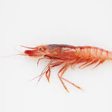 Shrimp Auugaaaua