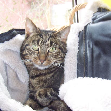 Tomos Cat
