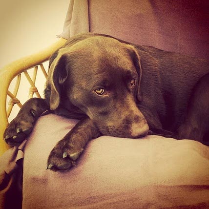 Molly Lab