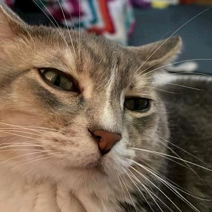 Mocha