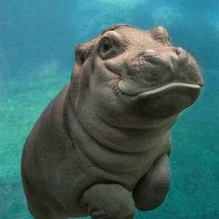 The Hungry Hippos