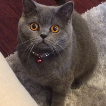 Pebbles Chang