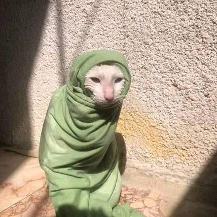 Cold Meow