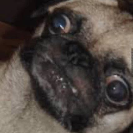 ChefPug