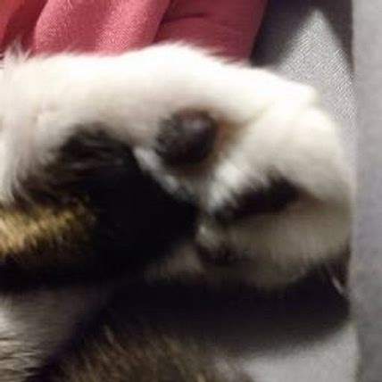 Snouticuss !