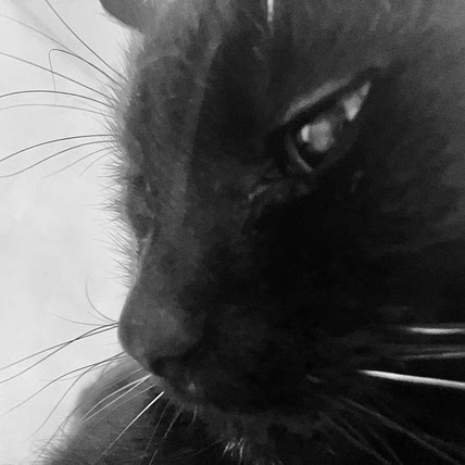 Meow Meow